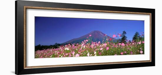 Cosmea Mount. Fuji Oshino Yamanashi Japan-null-Framed Photographic Print