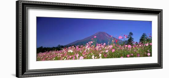 Cosmea Mount. Fuji Oshino Yamanashi Japan-null-Framed Photographic Print