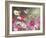 Cosmos and Hummingbirds-William Vanderdasson-Framed Giclee Print