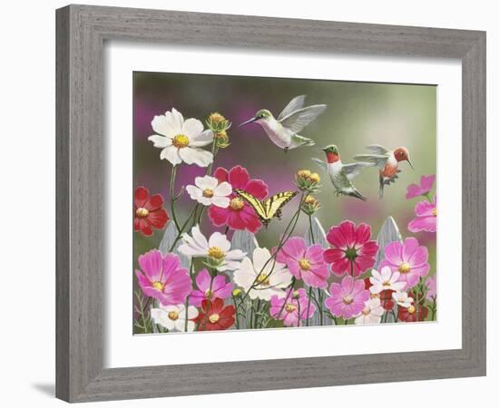 Cosmos and Hummingbirds-William Vanderdasson-Framed Giclee Print