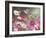 Cosmos and Hummingbirds-William Vanderdasson-Framed Giclee Print