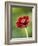 Cosmos atrosanguineus-Clive Nichols-Framed Photographic Print