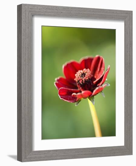 Cosmos atrosanguineus-Clive Nichols-Framed Photographic Print