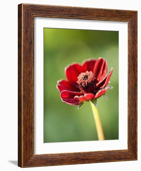 Cosmos atrosanguineus-Clive Nichols-Framed Photographic Print