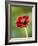 Cosmos atrosanguineus-Clive Nichols-Framed Photographic Print