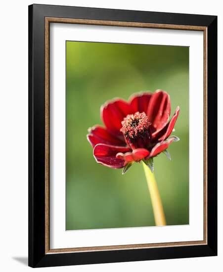 Cosmos atrosanguineus-Clive Nichols-Framed Photographic Print