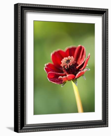 Cosmos atrosanguineus-Clive Nichols-Framed Photographic Print