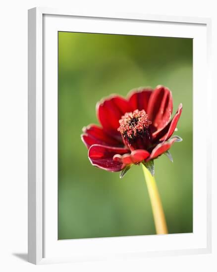 Cosmos atrosanguineus-Clive Nichols-Framed Photographic Print