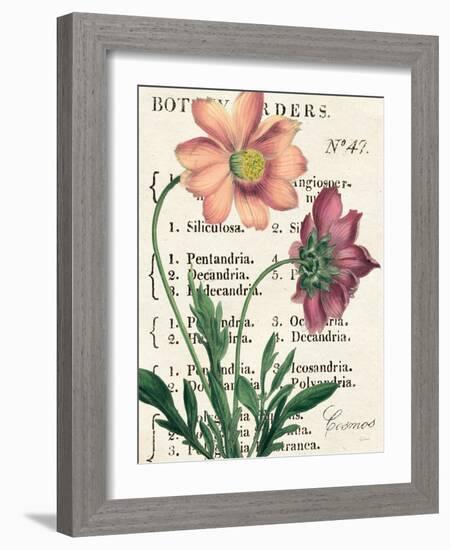 Cosmos Botany-Sue Schlabach-Framed Art Print