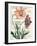 Cosmos Botany-Sue Schlabach-Framed Art Print