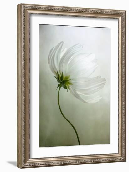 Cosmos Charisma-Mandy Disher-Framed Photographic Print