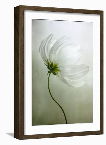 Cosmos Charisma-Mandy Disher-Framed Photographic Print