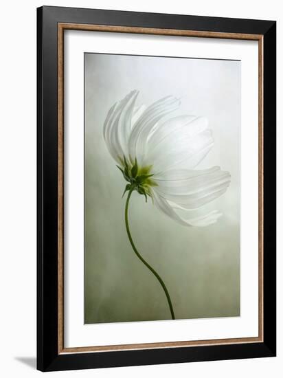 Cosmos Charisma-Mandy Disher-Framed Photographic Print