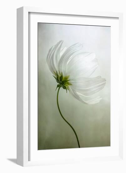 Cosmos Charisma-Mandy Disher-Framed Photographic Print