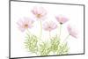Cosmos Cupcake-Mandy Disher-Mounted Photographic Print