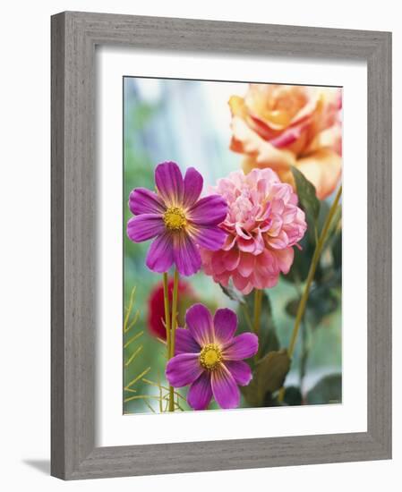 Cosmos, Dahlias and Roses (Fabric Flowers)-Roland Krieg-Framed Photographic Print