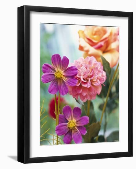 Cosmos, Dahlias and Roses (Fabric Flowers)-Roland Krieg-Framed Photographic Print