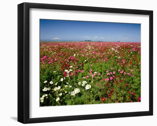 Cosmos field and Mt Jefferson, Madras, Jefferson County, Oregon, USA-null-Framed Photographic Print