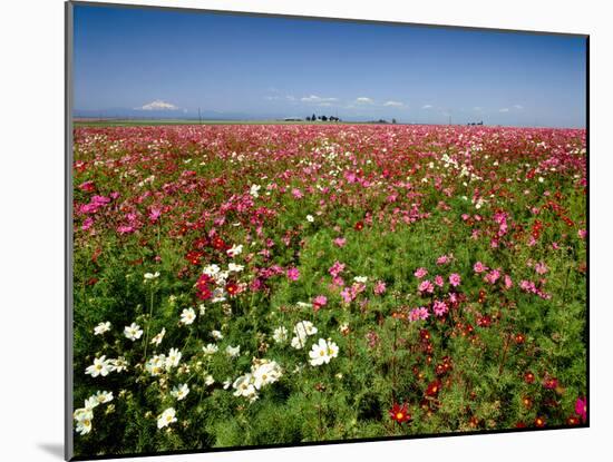 Cosmos field and Mt Jefferson, Madras, Jefferson County, Oregon, USA-null-Mounted Photographic Print