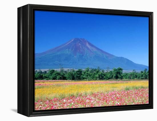 Cosmos Fields & Mt. Fuji, Oshino, Yamanashi, Japan-null-Framed Premier Image Canvas