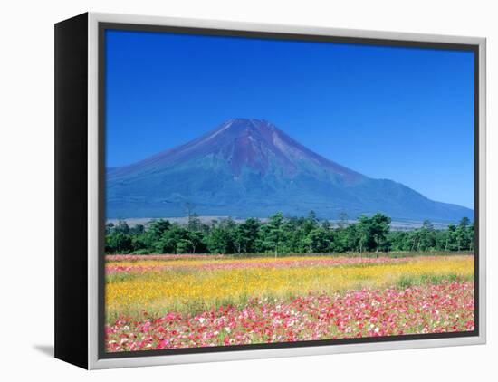 Cosmos Fields & Mt. Fuji, Oshino, Yamanashi, Japan-null-Framed Premier Image Canvas