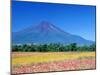 Cosmos Fields & Mt. Fuji, Oshino, Yamanashi, Japan-null-Mounted Photographic Print