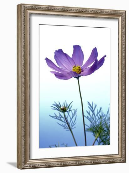 Cosmos Flower (Cosmos Sp.)-Lawrence Lawry-Framed Photographic Print