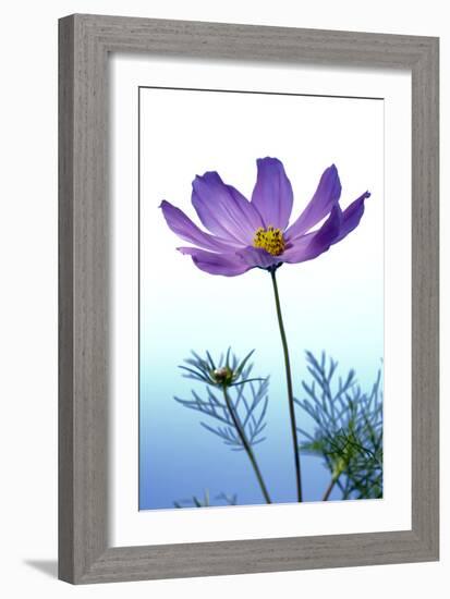 Cosmos Flower (Cosmos Sp.)-Lawrence Lawry-Framed Photographic Print