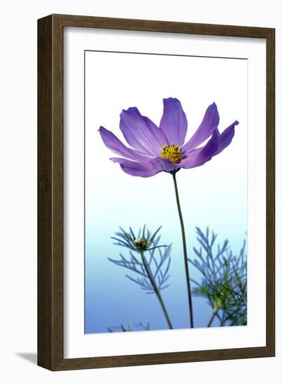 Cosmos Flower (Cosmos Sp.)-Lawrence Lawry-Framed Photographic Print