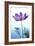 Cosmos Flower (Cosmos Sp.)-Lawrence Lawry-Framed Photographic Print