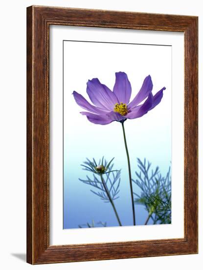 Cosmos Flower (Cosmos Sp.)-Lawrence Lawry-Framed Photographic Print