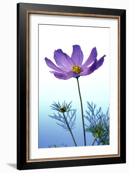 Cosmos Flower (Cosmos Sp.)-Lawrence Lawry-Framed Photographic Print