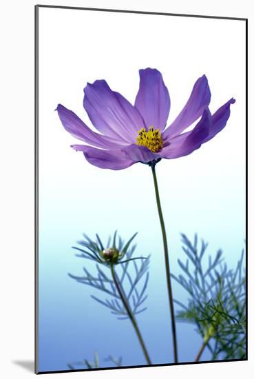 Cosmos Flower (Cosmos Sp.)-Lawrence Lawry-Mounted Photographic Print