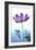 Cosmos Flower (Cosmos Sp.)-Lawrence Lawry-Framed Photographic Print