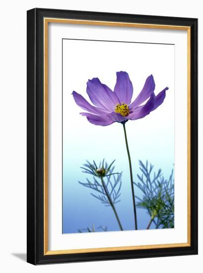 Cosmos Flower (Cosmos Sp.)-Lawrence Lawry-Framed Photographic Print