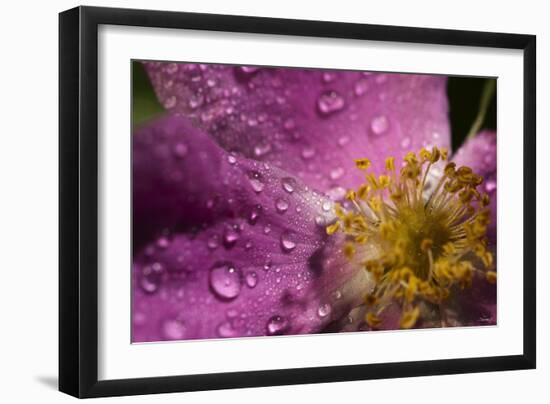 Cosmos Flower with Dew Drops, Rain Drops-Gordon Semmens-Framed Photographic Print