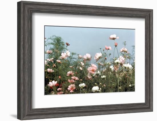 Cosmos Flowers at Beetlebung Corner, Martha's Vineyard, Massachusetts 1960S-Alfred Eisenstaedt-Framed Photographic Print