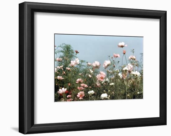 Cosmos Flowers at Beetlebung Corner, Martha's Vineyard, Massachusetts 1960S-Alfred Eisenstaedt-Framed Photographic Print