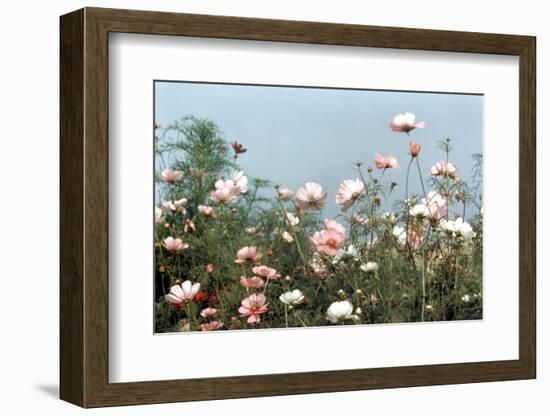 Cosmos Flowers at Beetlebung Corner, Martha's Vineyard, Massachusetts 1960S-Alfred Eisenstaedt-Framed Photographic Print