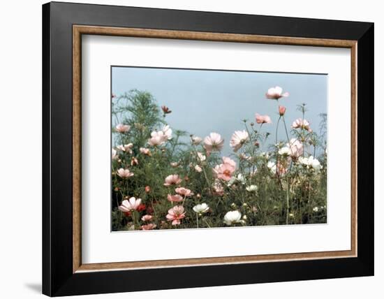 Cosmos Flowers at Beetlebung Corner, Martha's Vineyard, Massachusetts 1960S-Alfred Eisenstaedt-Framed Photographic Print