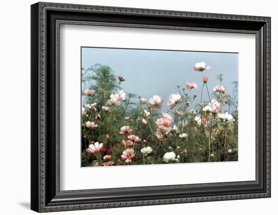 Cosmos Flowers at Beetlebung Corner, Martha's Vineyard, Massachusetts 1960S-Alfred Eisenstaedt-Framed Photographic Print