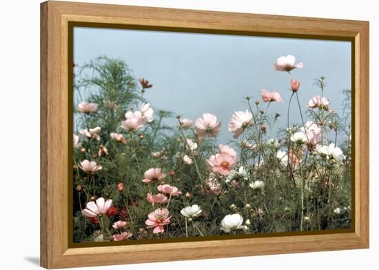 Cosmos Flowers at Beetlebung Corner, Martha's Vineyard, Massachusetts 1960S-Alfred Eisenstaedt-Framed Premier Image Canvas