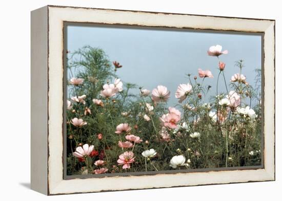 Cosmos Flowers at Beetlebung Corner, Martha's Vineyard, Massachusetts 1960S-Alfred Eisenstaedt-Framed Premier Image Canvas