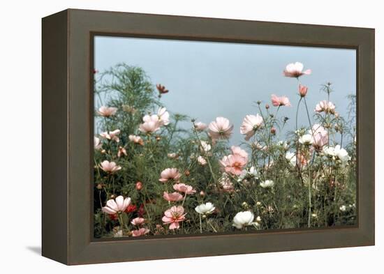 Cosmos Flowers at Beetlebung Corner, Martha's Vineyard, Massachusetts 1960S-Alfred Eisenstaedt-Framed Premier Image Canvas