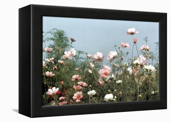 Cosmos Flowers at Beetlebung Corner, Martha's Vineyard, Massachusetts 1960S-Alfred Eisenstaedt-Framed Premier Image Canvas