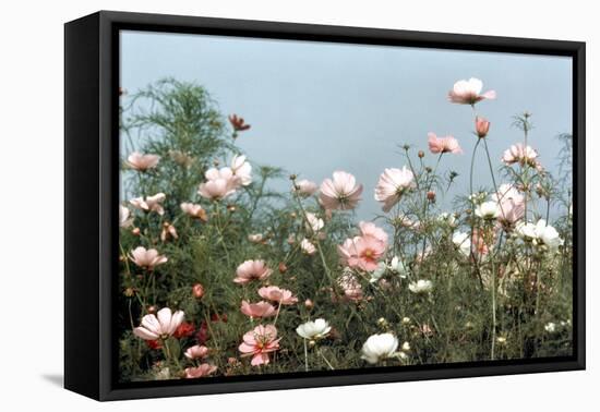 Cosmos Flowers at Beetlebung Corner, Martha's Vineyard, Massachusetts 1960S-Alfred Eisenstaedt-Framed Premier Image Canvas