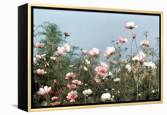 Cosmos Flowers at Beetlebung Corner, Martha's Vineyard, Massachusetts 1960S-Alfred Eisenstaedt-Framed Premier Image Canvas
