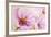 Cosmos-Flowers. Oil Painting-Valenty-Framed Art Print