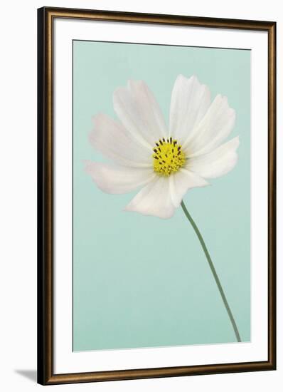 Cosmos Haze-Irene Suchocki-Framed Giclee Print