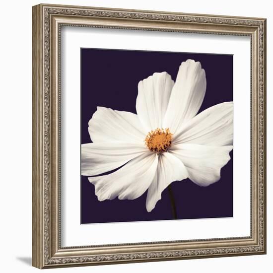 Cosmos II-Assaf Frank-Framed Art Print